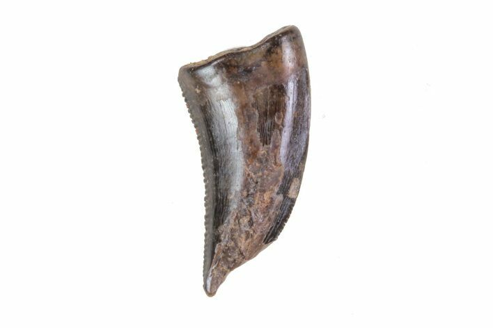 Small Theropod (Raptor) Tooth - Judith River Formation #72546
